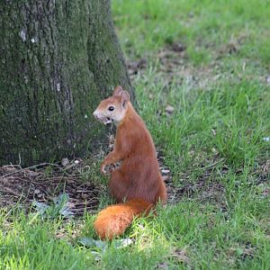 Iberian Red Squirrel