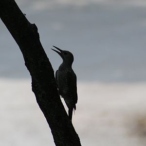 Iberian Green Woodpecker