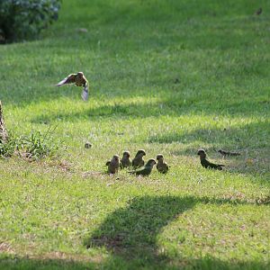 Monk Parakeets