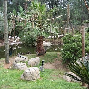 Ring-tailed Lemur Island with Greater Flamingo Colony Behind