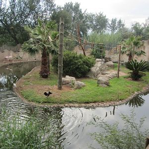 Ring-tailed Lemur Island