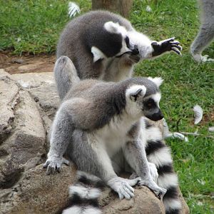 Ring-tailed Lemur