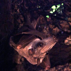 hammer-headed bat (Hypsignathus monstrosus)