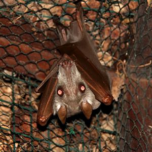 hammer-headed bat (Hypsignathus monstrosus)
