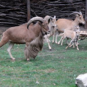 Libyan barbary sheep (Ammotragus lervia fassini)