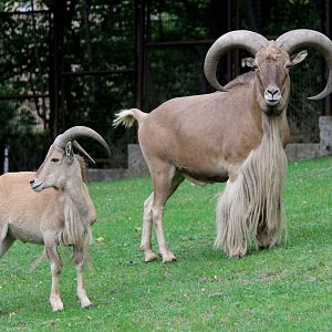 Libyan barbary sheep (Ammotragus lervia fassini)
