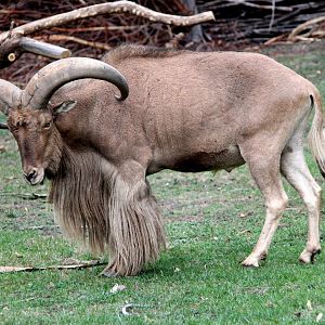 Libyan barbary sheep (Ammotragus lervia fassini)
