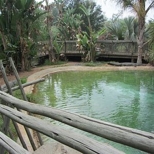 First Nile Crocodile Exhibit