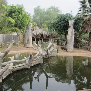 Pygmy Hippopotamus Exhibits