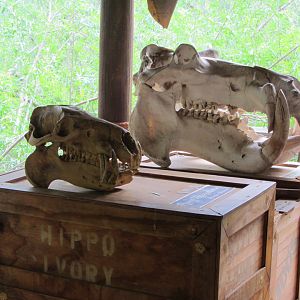 Hippotamus Skull Models