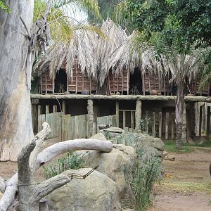 Pygmy Hippopotamus Exhibit Detail