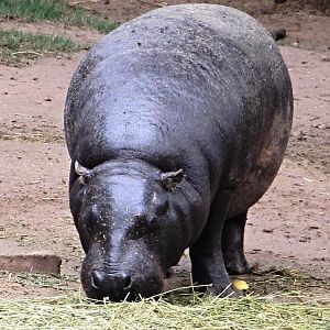 Pygmy Hippopotamus