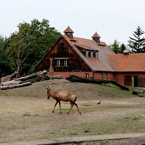 red hartebeest (Alcelaphus caama)