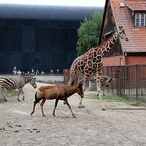 red hartebeest (Alcelaphus caama) with giraffe & zebra