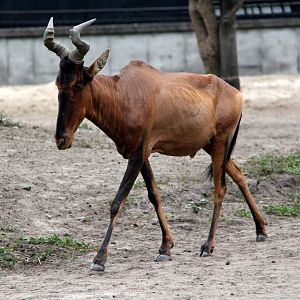red hartebeest (Alcelaphus caama)