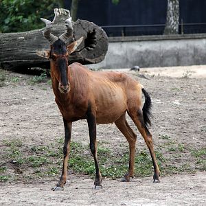 red hartebeest (Alcelaphus caama)