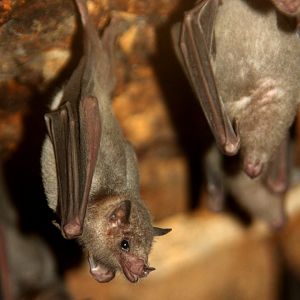 Southern long-nosed bat (Leptonycteris curasoae) 2010