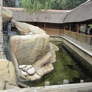 Spot-necked Otter Exhibit