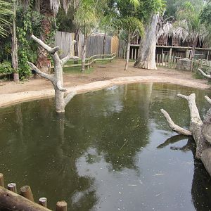 Pygmy Hippopotamus Exhibit