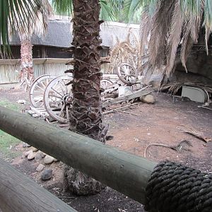 Cape Blue Duiker/Marabou Stork Exhibit