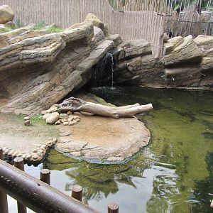 Spot-necked Otter Exhibit