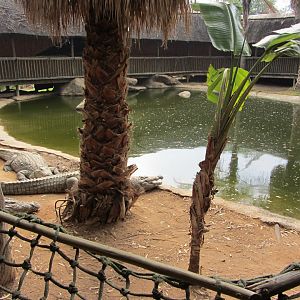 Second Nile Crocodile Exhibit
