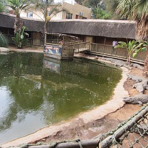 Second Nile Crocodile Exhibit