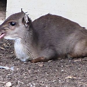 Cape Blue Duiker