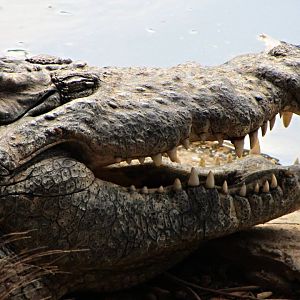 Nile Crocodile