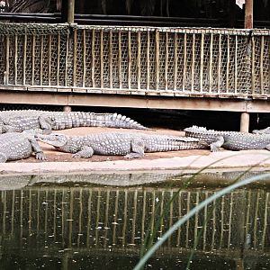 Nile Crocodiles