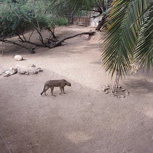 First Adult Cheetah Exhibit