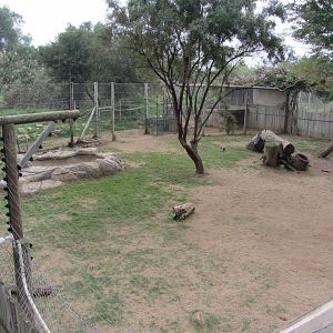 Adolescent Cheetah Exhibit