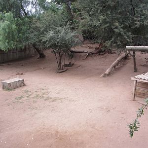 Second Adult Cheetah Exhibit