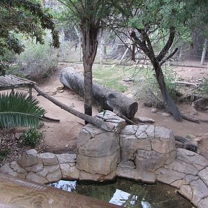 African Leopard Exhibit