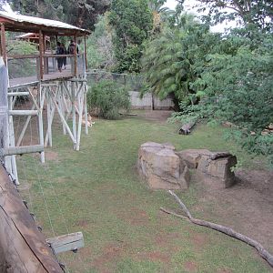 Lion Exhibit