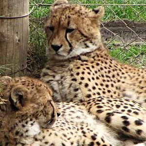 South African Cheetahs