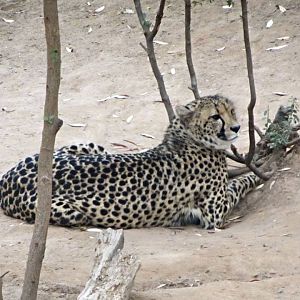 South African Cheetah