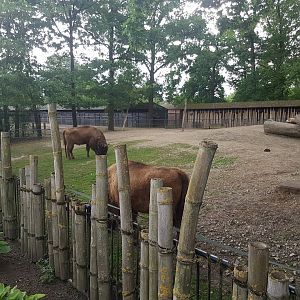 Wisent-enclosure