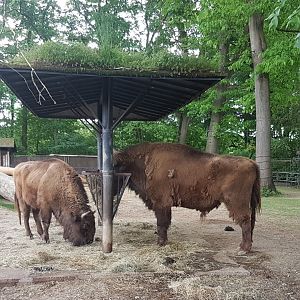 Wisents at the feeding-place