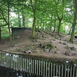 European badger-enclosure