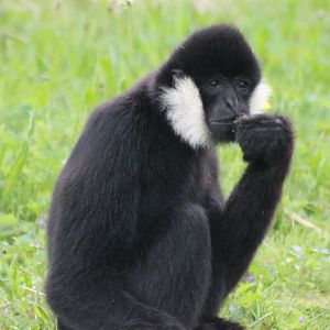 Northern white-cheeked gibbon