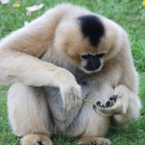Northern white-cheeked gibbon