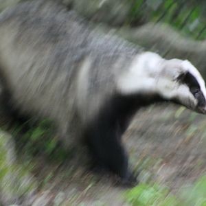 European badger