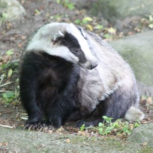 European badger