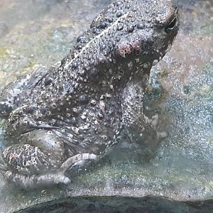 Natterjack toad