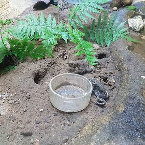 Enclosure Natterjack toad