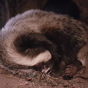 European badger