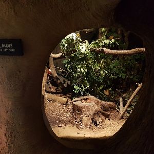 Enclosure Garden dormouse