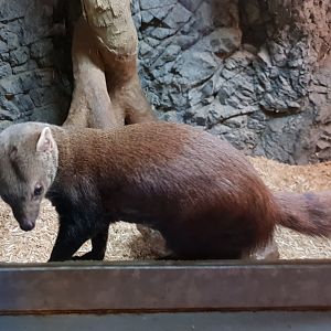 Ring-tailed vontsira