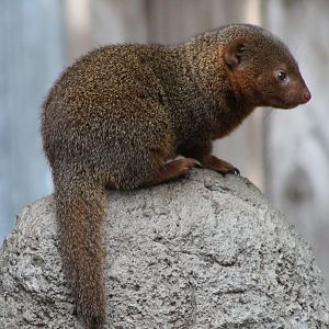 Dwarf mongoose